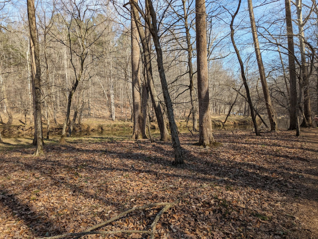 An autumn photograph of a wooded area with pine trees and fallen brown woodland floor.