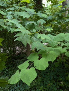 A closeup of the Tulip Poplar and redbud greenery on the grounds of the UUFR. Vibrantly green leaves cascade from the upper left corner down.