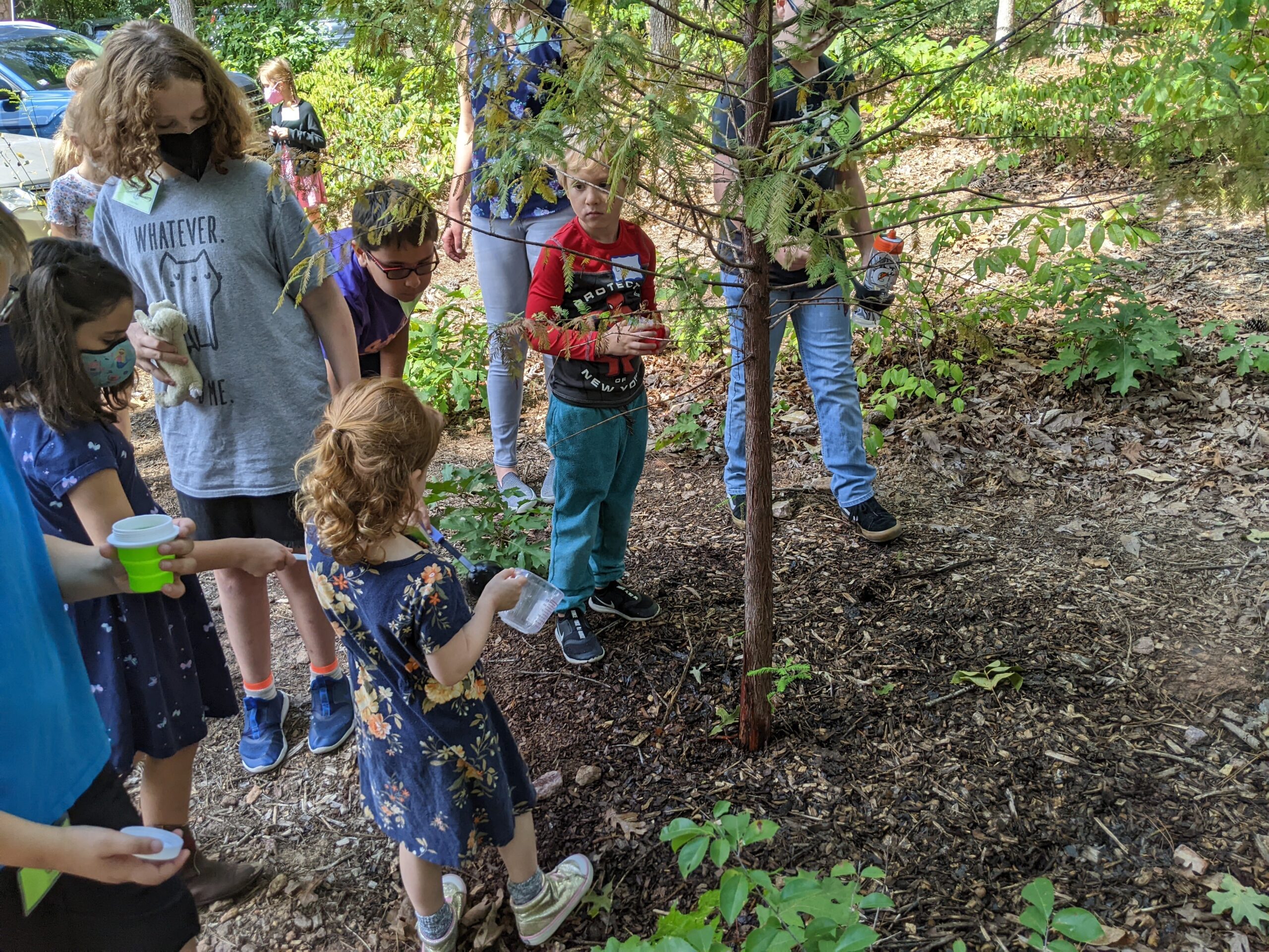 Watering our bald cypress tree