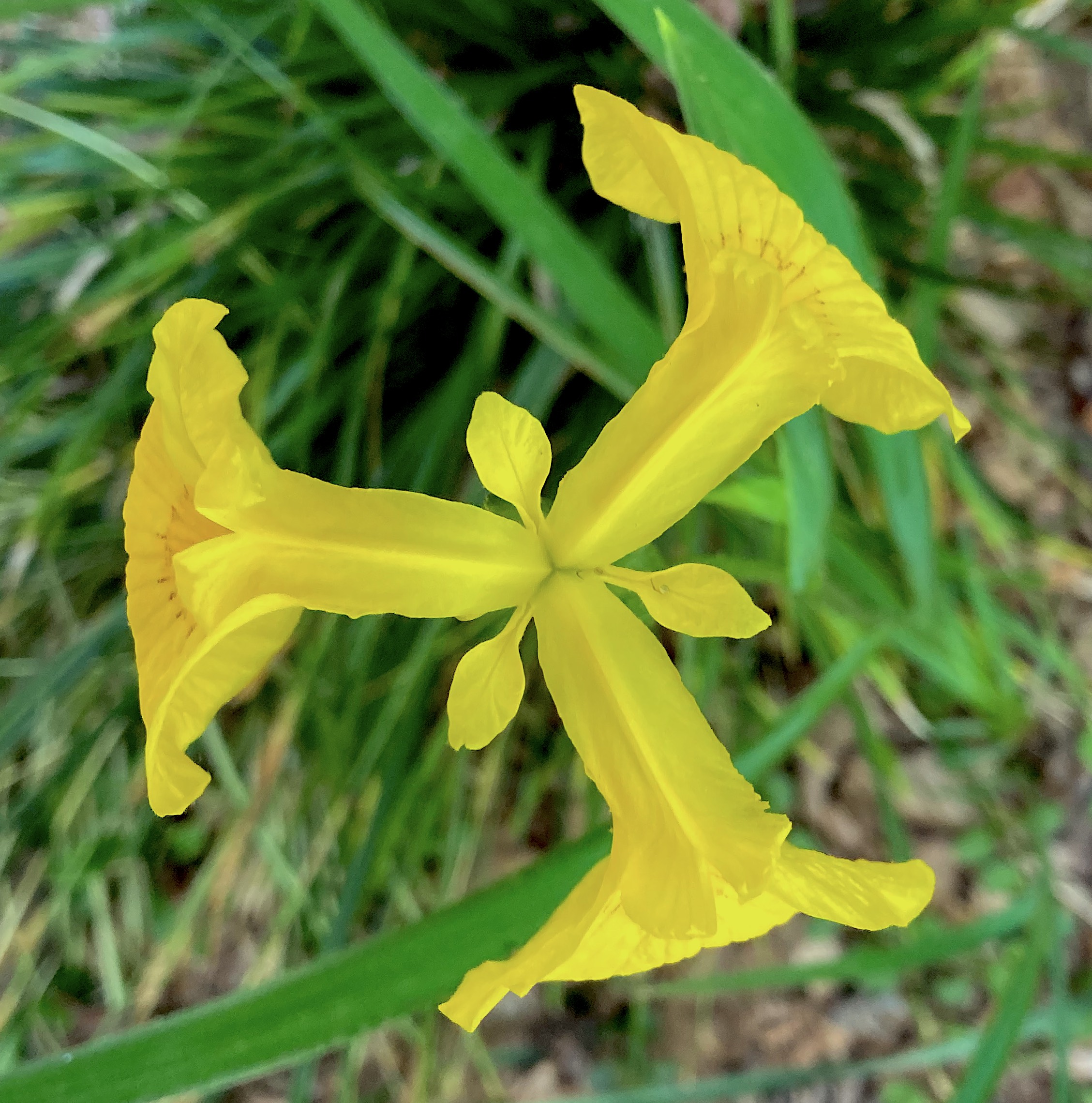 YellowFlagIris